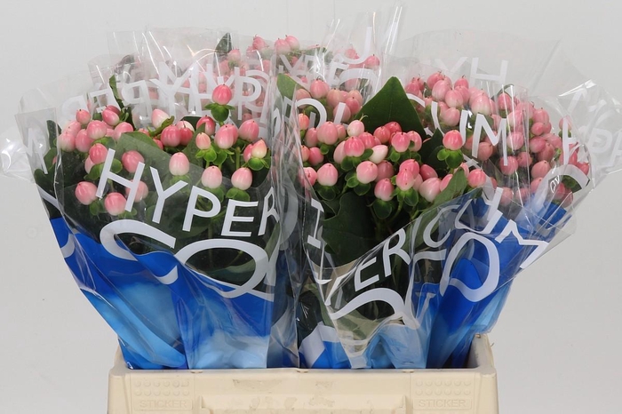 <h4>Hypericum Coco Casino</h4>