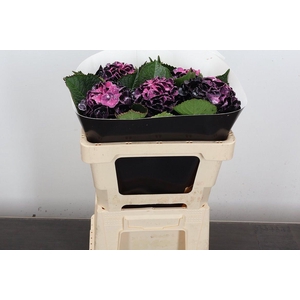 Hydr Wx 50cm Black Beaty