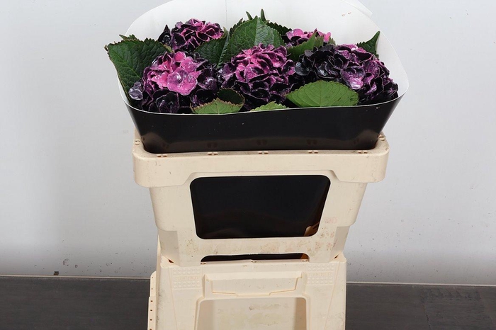 <h4>Hydr Wx 50cm Black Beaty</h4>