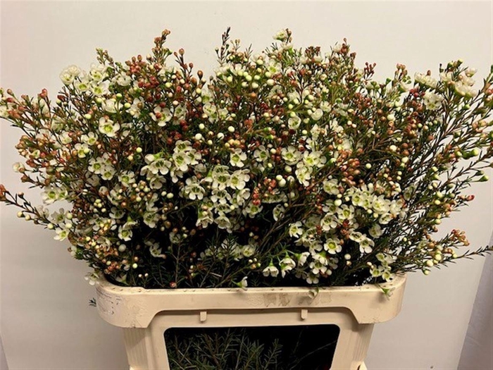 <h4>CHAME ME SIRIUS</h4>