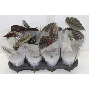 ALOCASIA CUPREA P12