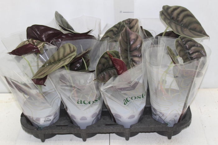 <h4>ALOCASIA CUPREA P12</h4>