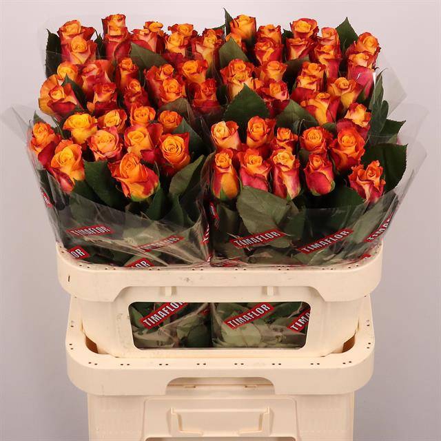 <h4>Rosa large mariyo!</h4>