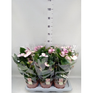 Anthurium andr. 'Laguna'