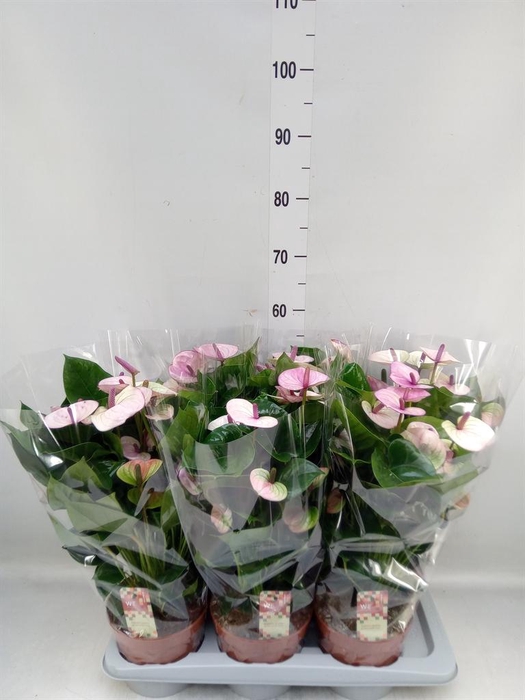 <h4>Anthurium andr. 'Laguna'</h4>