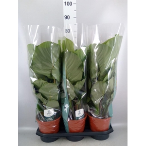 Calathea orbifolia