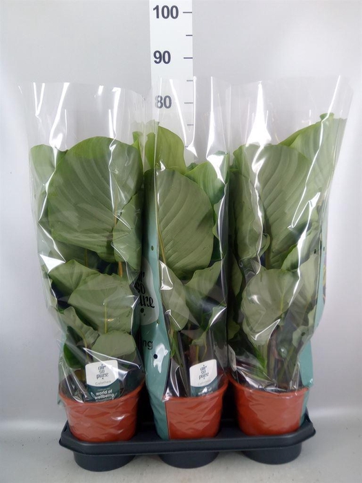 <h4>Calathea orbifolia</h4>