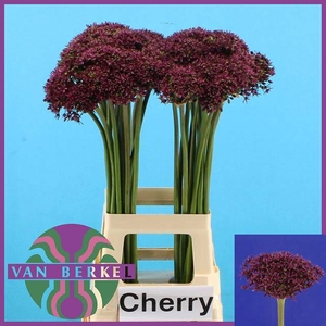 ALLIUM CHERRY