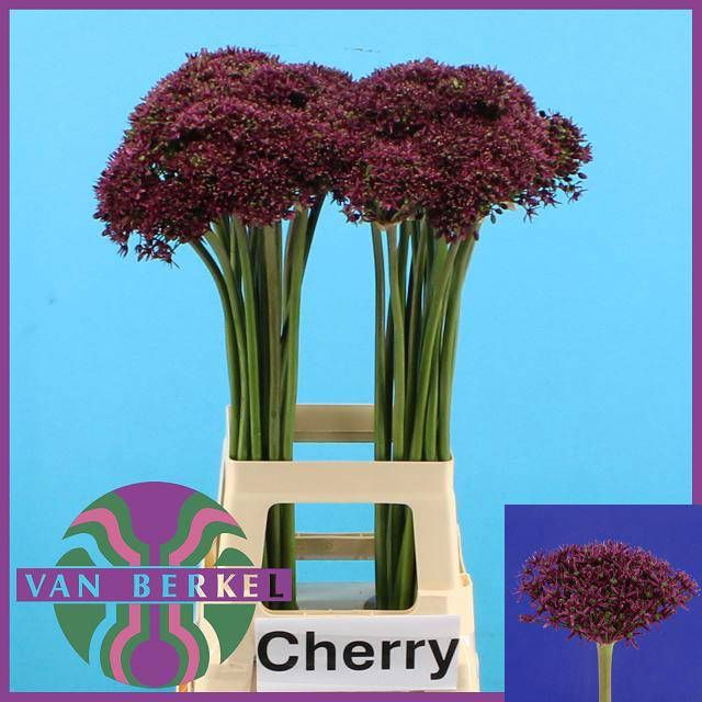 <h4>ALLIUM CHERRY</h4>