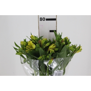 ALSTROEMERIA LEMON 080 CM