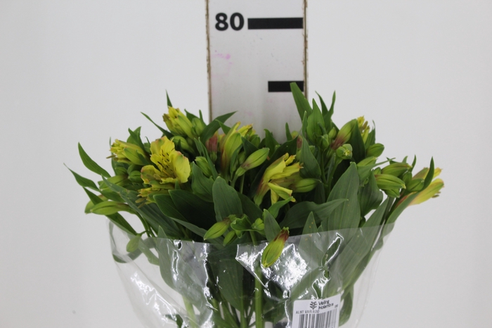 <h4>ALSTROEMERIA LEMON 080 CM</h4>