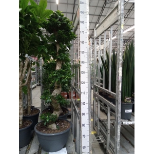 Ficus microcarpa 'Ginseng'