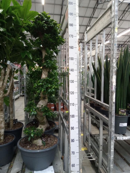 <h4>Ficus microcarpa 'Ginseng'</h4>