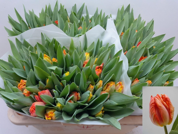 <h4>TU PA COMET</h4>