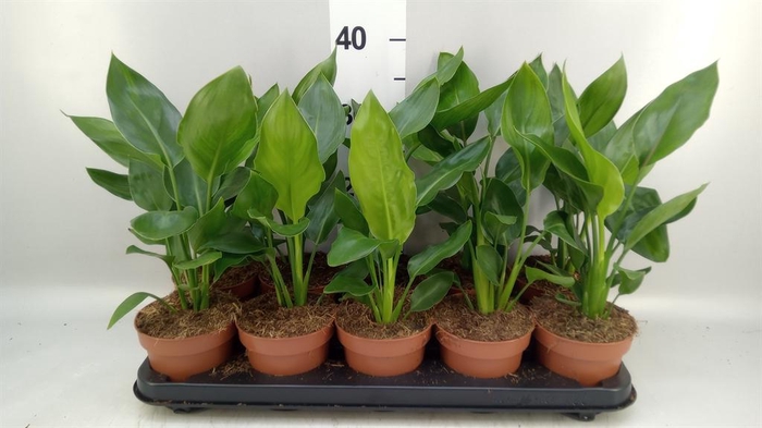 <h4>Strelitzia reg.   ...no flowers</h4>