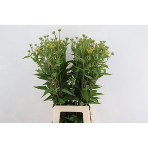 RUDBECKIA HERNRY
