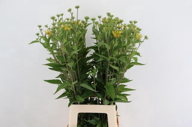 <h4>RUDBECKIA HERNRY</h4>