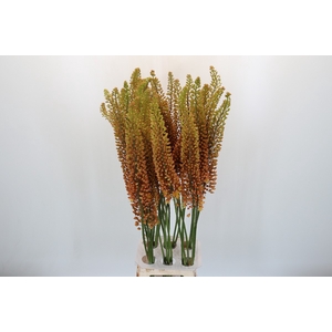 Eremurus Emmy Ro