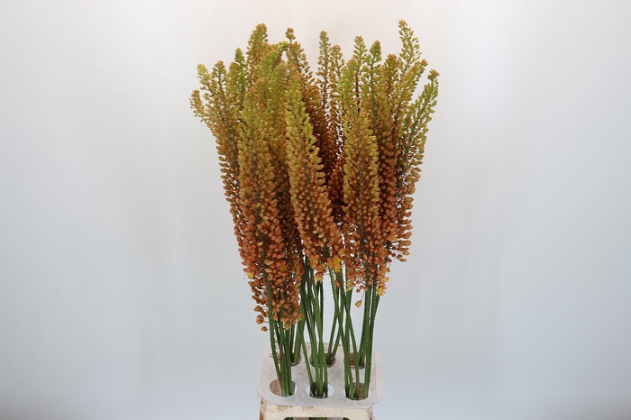 <h4>Eremurus Emmy Ro</h4>