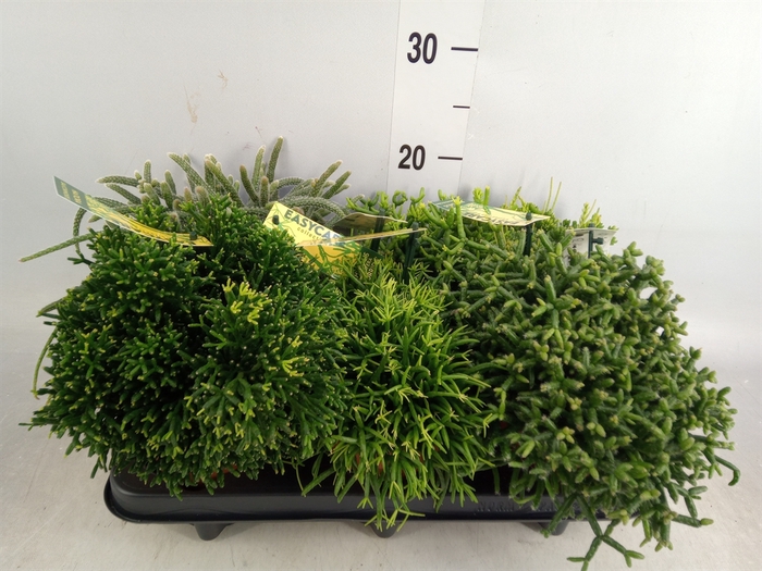 <h4>Rhipsalis   ...mix</h4>