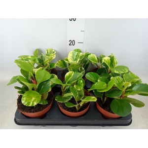Peperomia obt. 'Variegata'