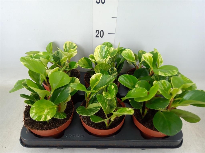 <h4>Peperomia obt. 'Variegata'</h4>