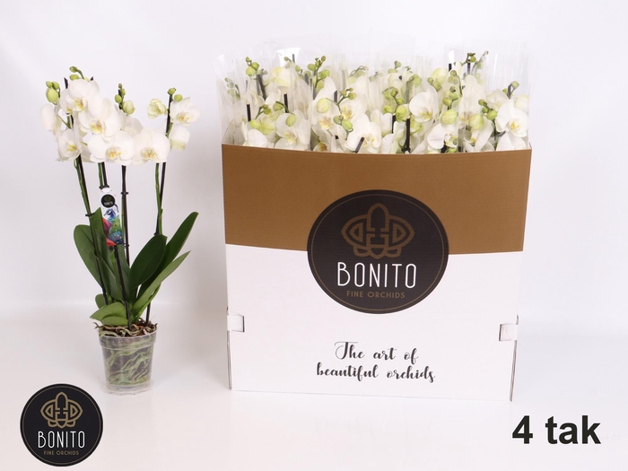 <h4>PHAL AN NOTTINGHAM</h4>