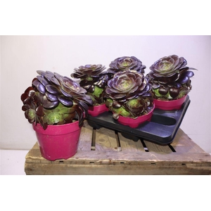 Aeonium Ab Velours