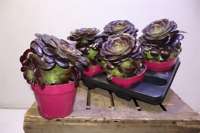 <h4>Aeonium Ab Velours</h4>