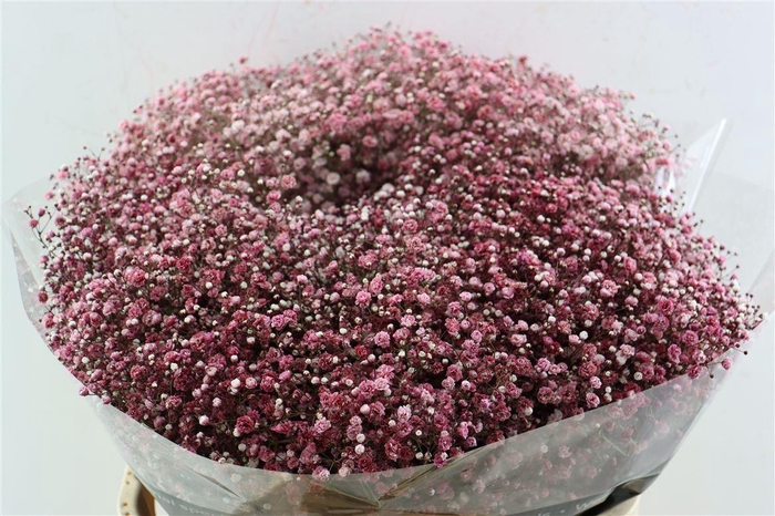 <h4>Gyps Pa. Red</h4>