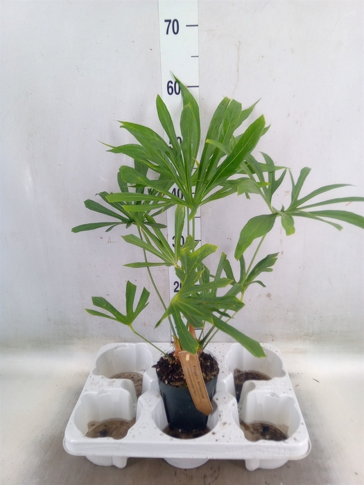 <h4>Planten Groen   ...L%</h4>