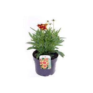 Coreopsis grand. Uptick Gold&Bronze