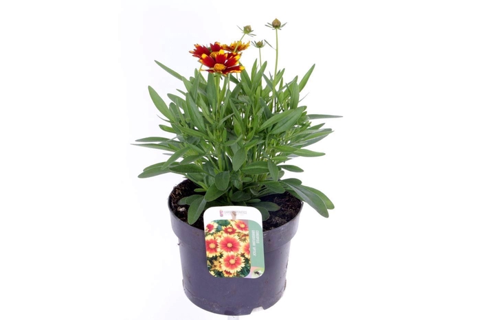 <h4>Coreopsis grand. Uptick Gold&Bronze</h4>