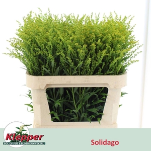 Solidago Super