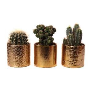 Cactus mix 8,5 cm in egoli pot