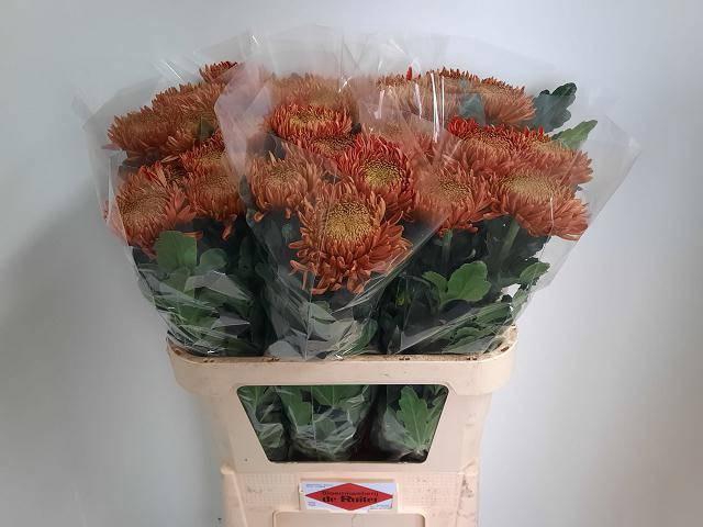 <h4>CHR G ARMG RED</h4>