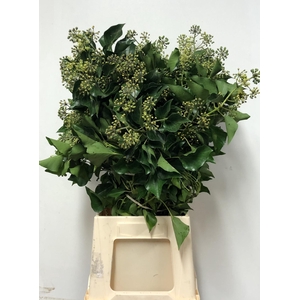 KERSTGROEN PER PAK HEDERA PER PAK