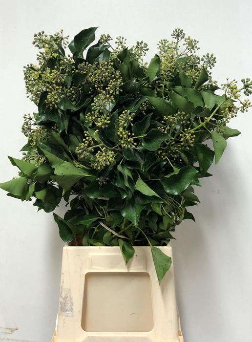 <h4>KERSTGROEN PER PAK HEDERA PER PAK</h4>