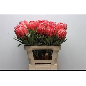 PROTEA VENUS