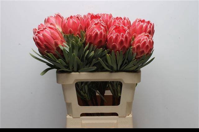 <h4>PROTEA VENUS</h4>