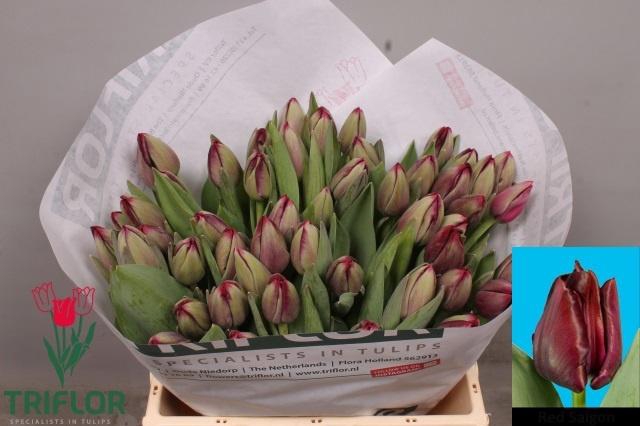 <h4>TU EN RED SAIGON</h4>