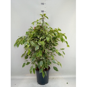 Ficus benja. 'Golden King'