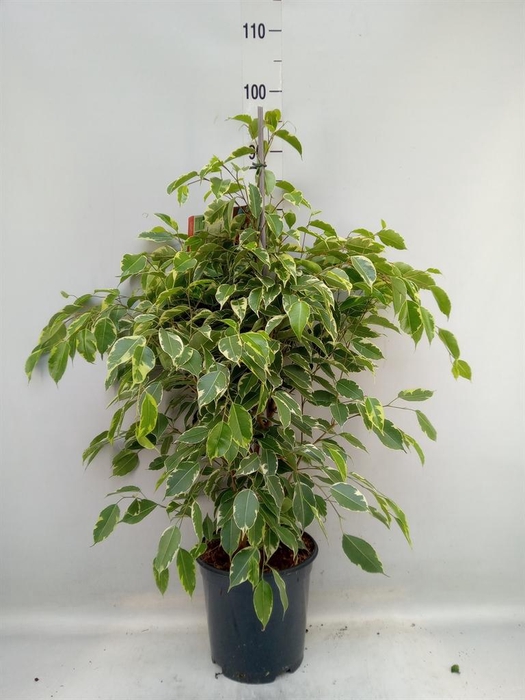 <h4>Ficus benja. 'Golden King'</h4>