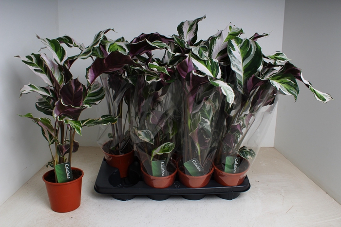 <h4>CALAT FUSION WHITE</h4>