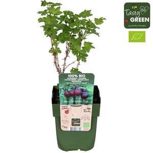 Ribes uva-crispa Crispa® 'Darling'® Bio P13