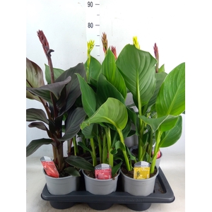 Canna  'Cannova'   ...mix