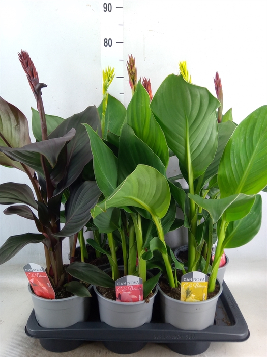 <h4>Canna  'Cannova'   ...mix</h4>