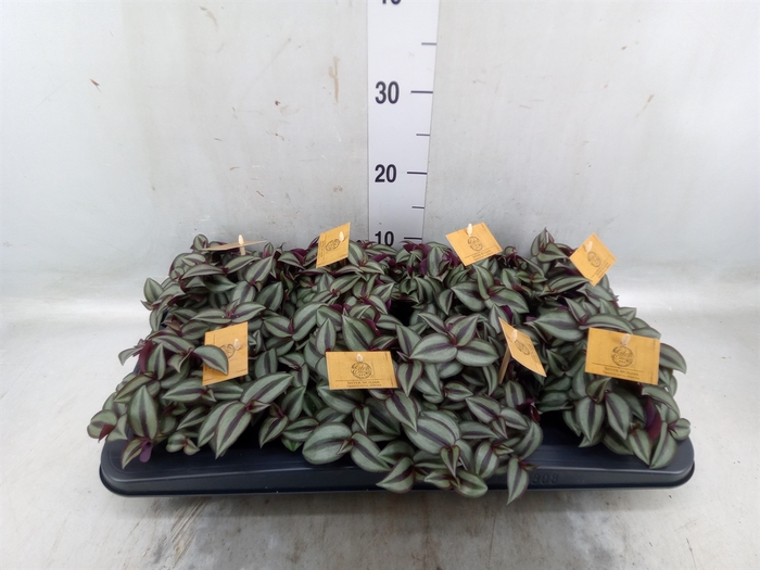 <h4>Tradescantia zebr. 'Purpusii'</h4>