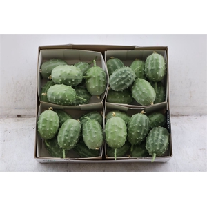 Sier Cucumis Luffa Grey X4 Hol