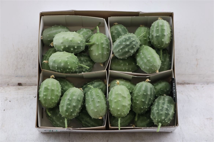 Sier Cucumis Luffa Grey X4 Hol